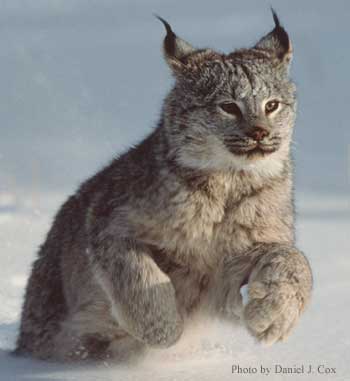 lynx-2.jpg