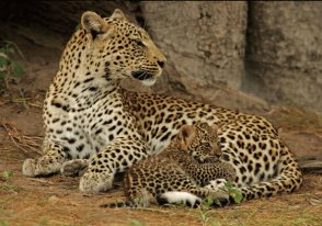 leopard-symbolism-leopard-meaning-spirit-animal