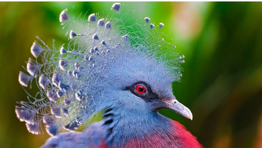 Bird Meanings & Symbolism Explained