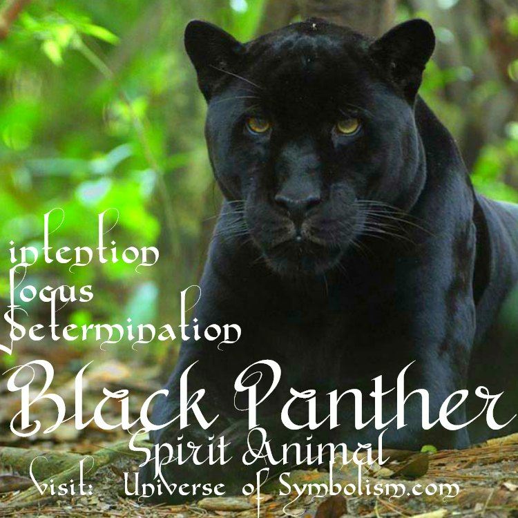 Black Panther Symbolism | Black Panther Spirit Animal Meaning
