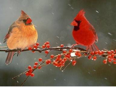 Cardinal symbolism. ... kraft, lycka, andlig budbärare