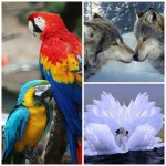 Animal Totems Symbolic Meanings of Spirit Animals A-Z