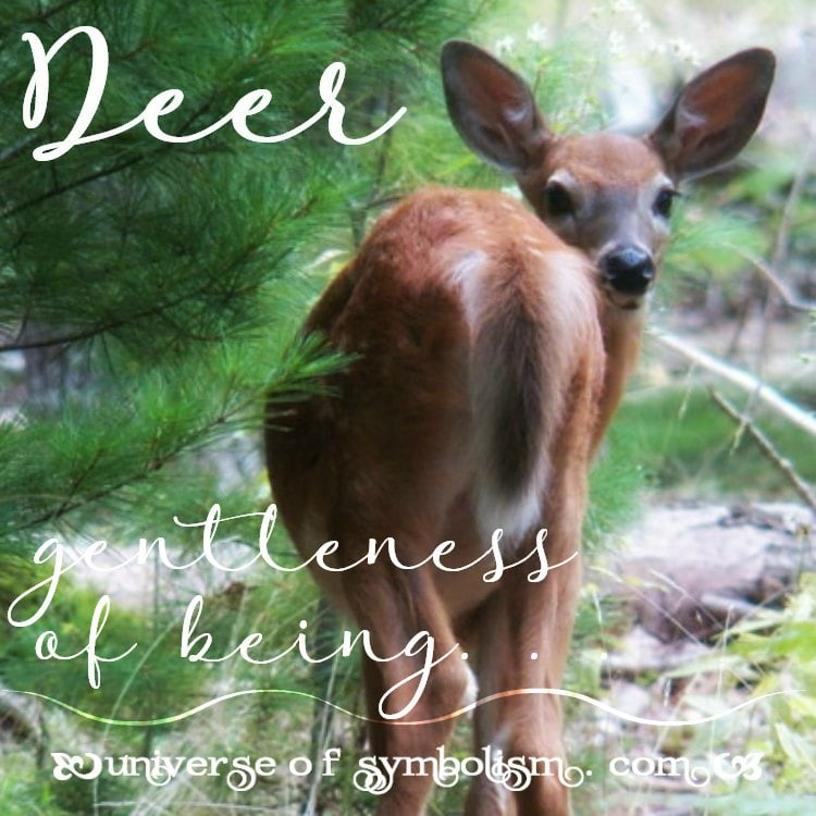 Deer Symbolism Meaning Spirit Power Totem Animal 