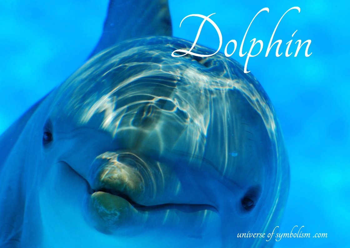 dolphin-symbolism-dolphin-meaning-dolphin-signs-symbols-totems