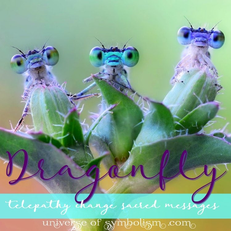 Symbolic Dragonfly Meaning | Dragonfly Spirit Animal Guidance