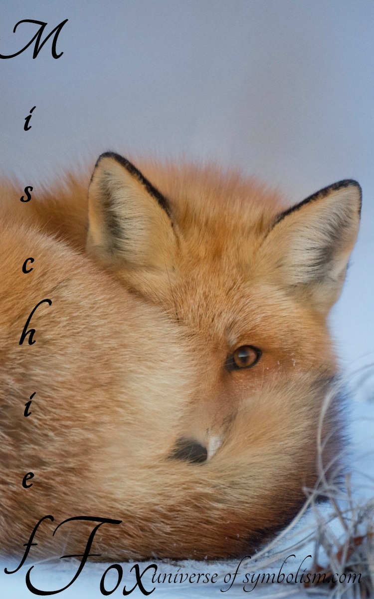 Symbolic Meaning Of Fox | Spirit, Totem &Amp; Power Animal Messengers
