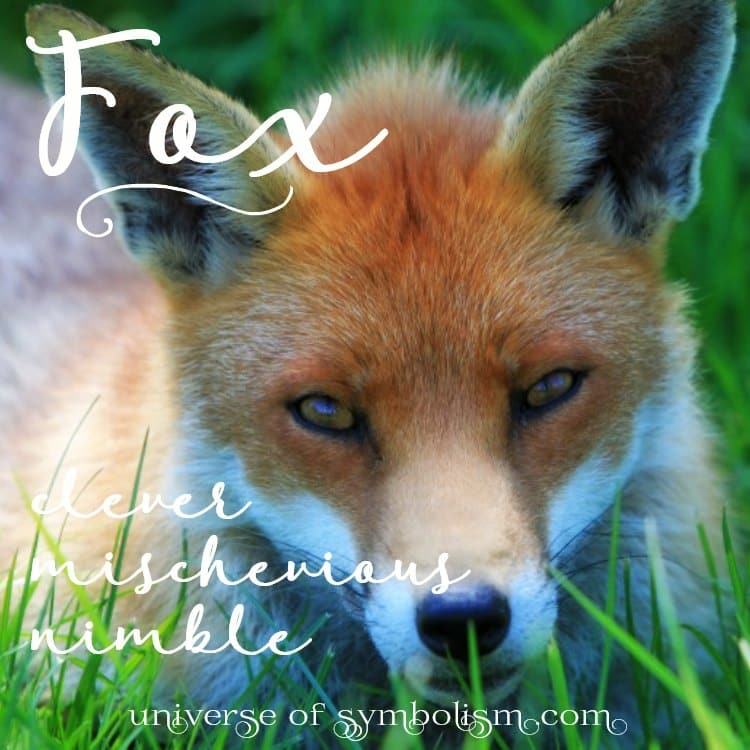 symbolic-meaning-of-fox-fox-spirit-animal-fox-in-dreams