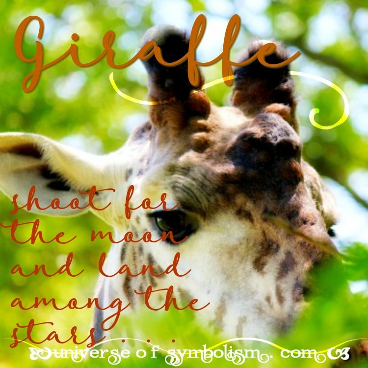 giraffe-symbolism-meaning-giraffe-spirit-totem-animal-powers