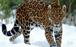 Jaguar, Símbolo de la Intención