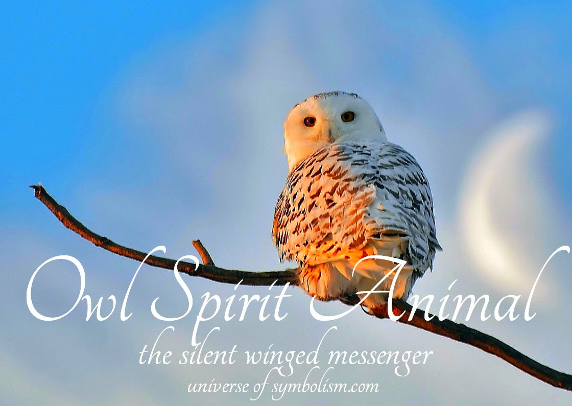 Owl Symbolism & Meaning | Owl Spirit & Totem Animal Meanings