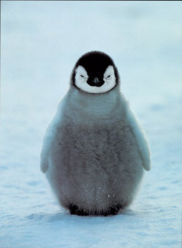 Penguin Symbolism | Penguin Meaning | Spirit Animals