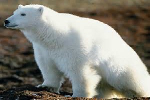 2024's 10 Polar Bear Symbolism Facts & Meaning: A Totem, Spirit & Power  Animal