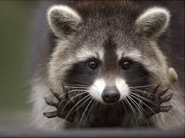 racoon spirit animal guide whatsyoursign