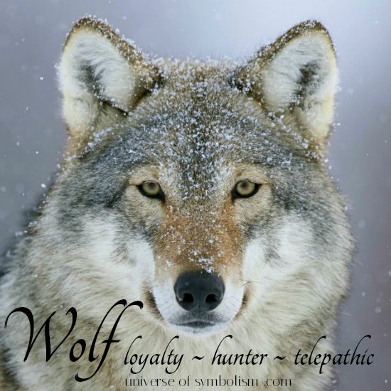 Wolf Symbolism Wolf Meaning 9 Spiritual Superpowers Of The Wolf 2022 