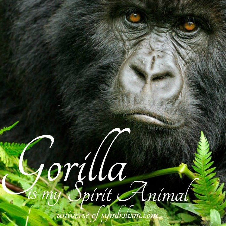 gorilla-symbolism-meaning-gorilla-totem-spirit-animal-powers