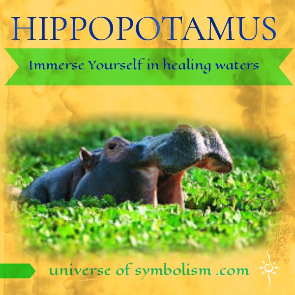 Hippopotamus Symbolism & Spirit Totem Animal