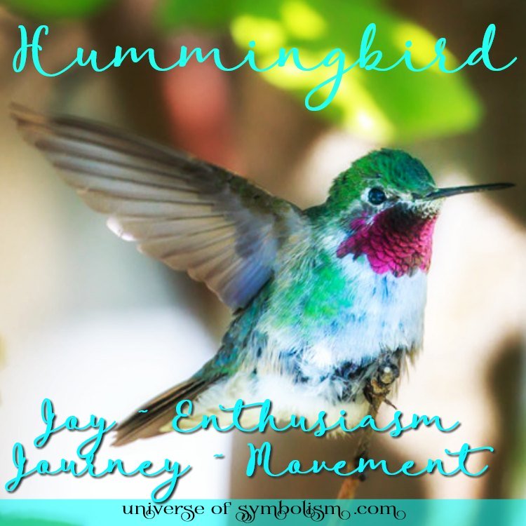 hummingbird-meaning-symbolism-hummingbird-spirit-animal-guidance