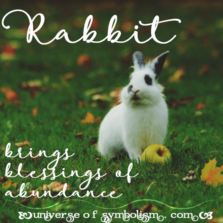 Rabbit Symbolism & Rabbit Meaning Rabbit Spirit & Totem Animal